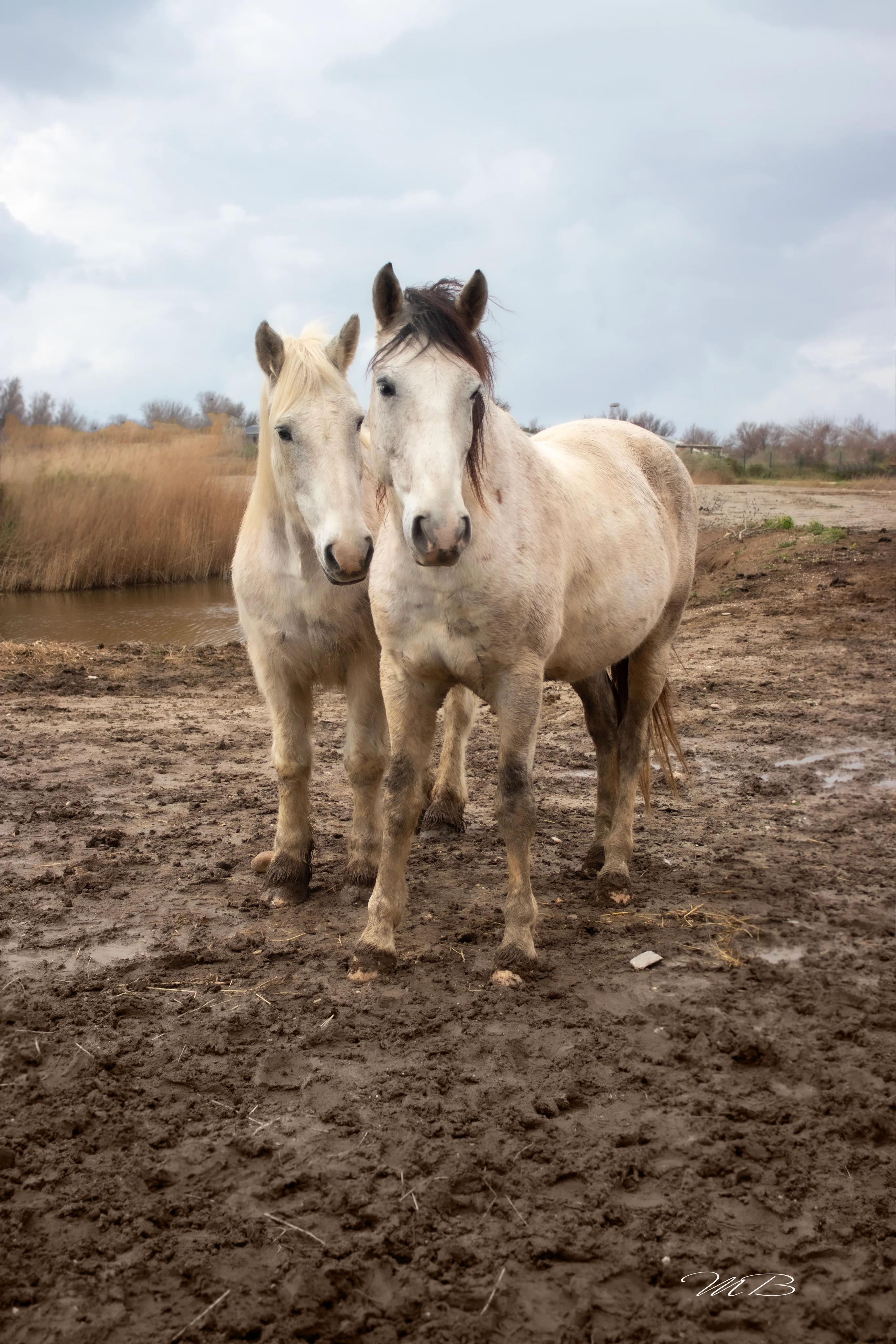 Cheval au galop