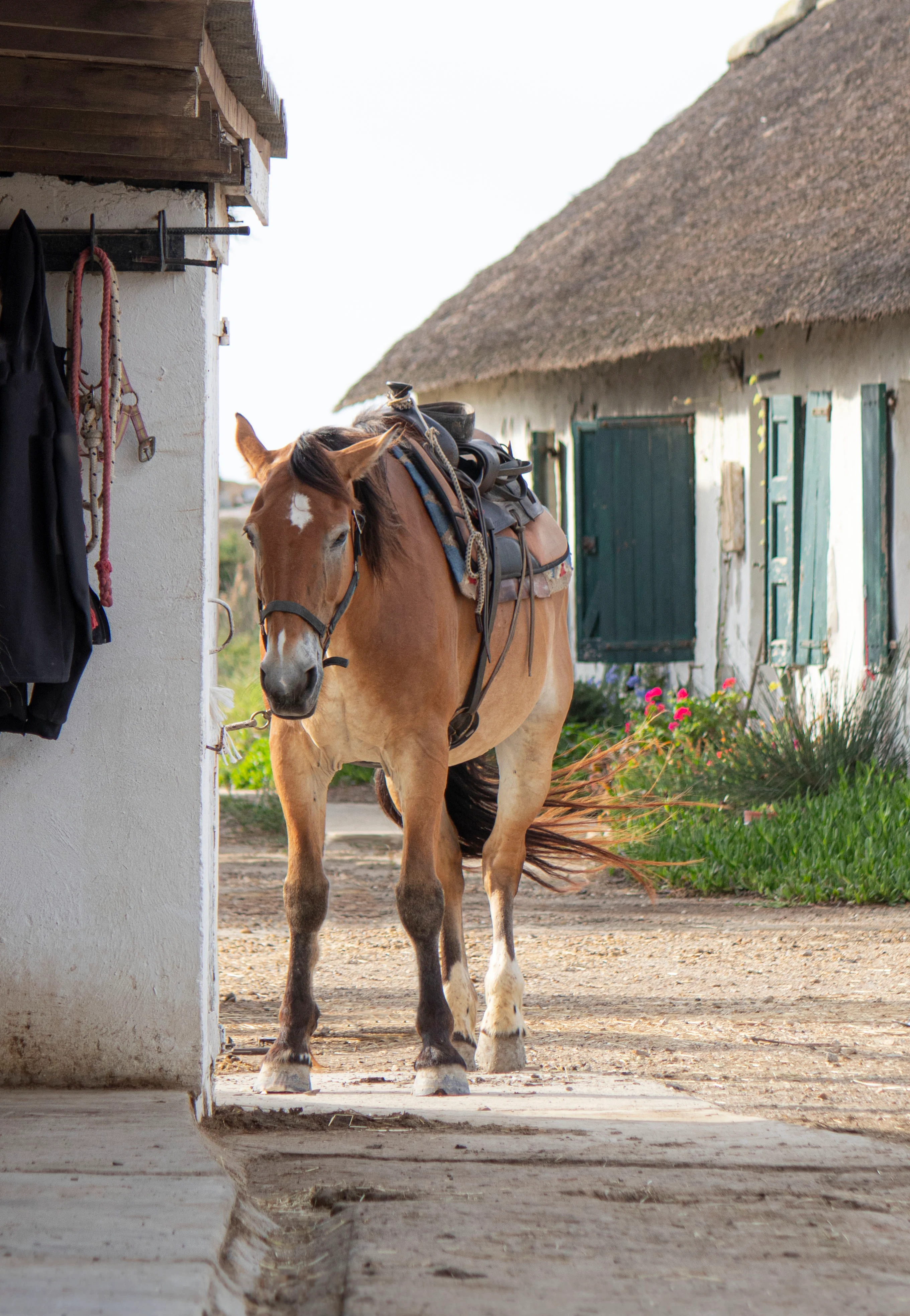 Cheval au ranch