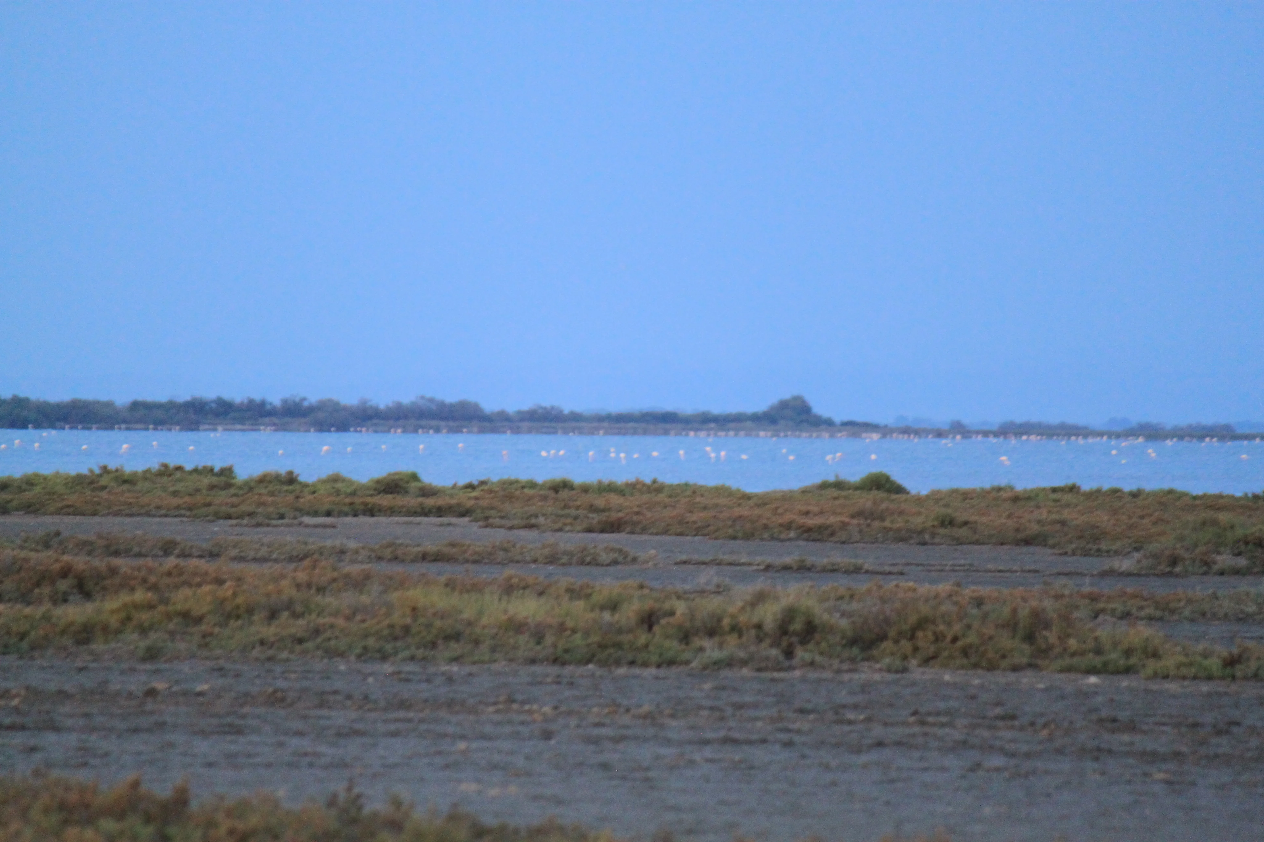 Hérons en Camargue