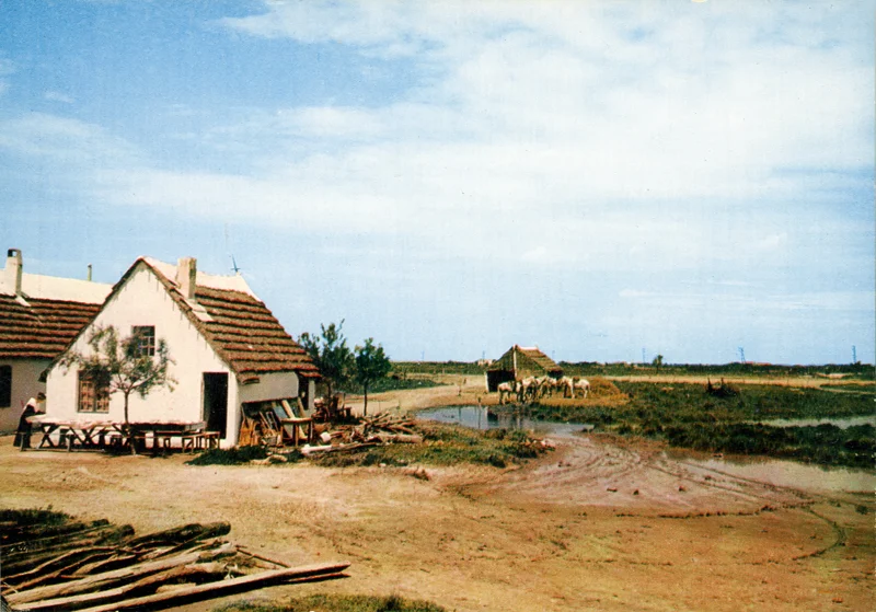 Tradition et ferveur de la bouvine camarguaise